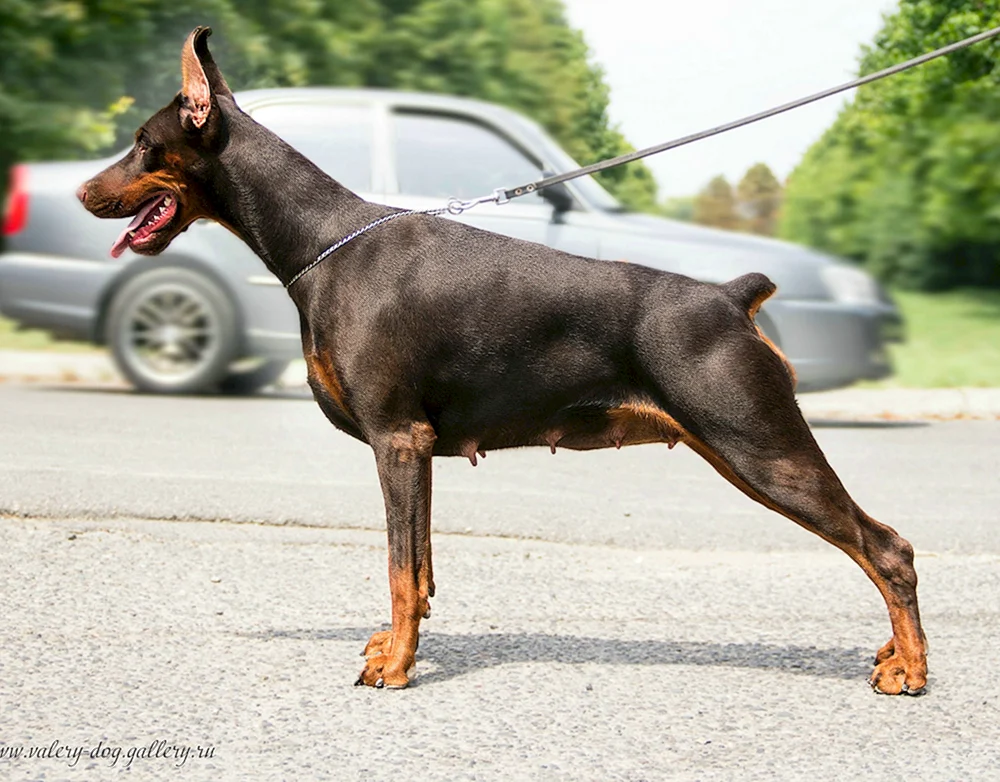 Dobermann braun und gefleckt