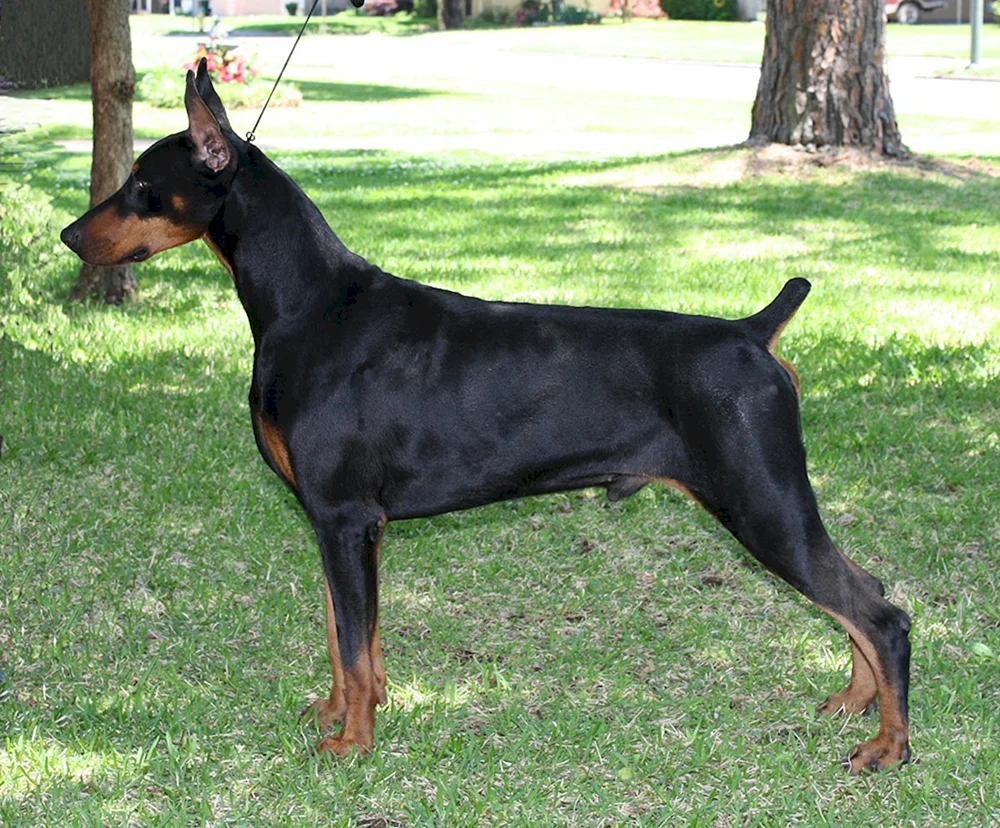 Dobermann ungeschnitten