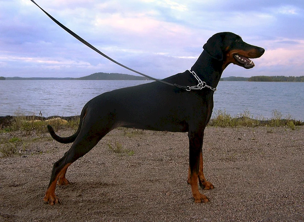 Dobermann ungeschnitten