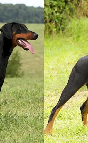 Dobermann ungekürzt