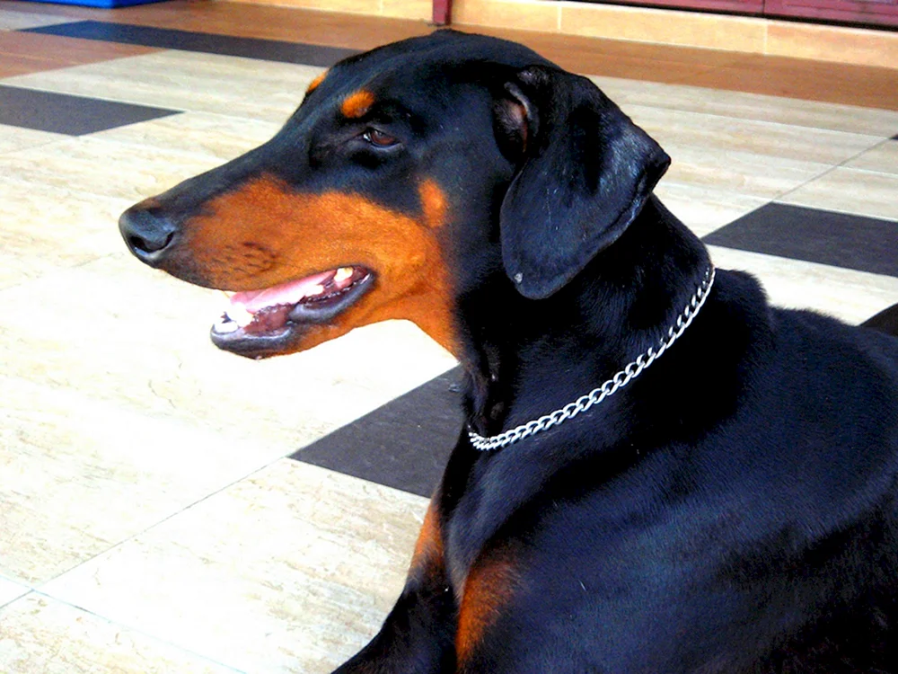 Dobermann ungehakt