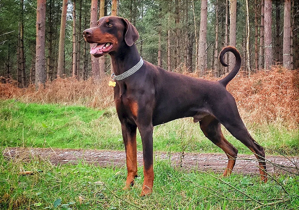 Dobermann ungehakt