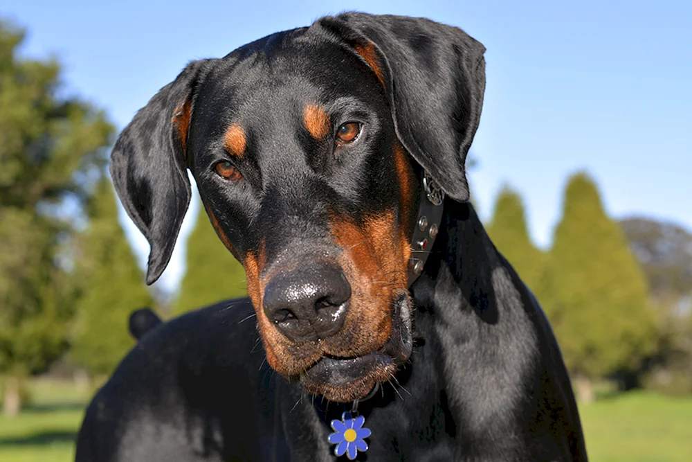 Dobermann ungehakt