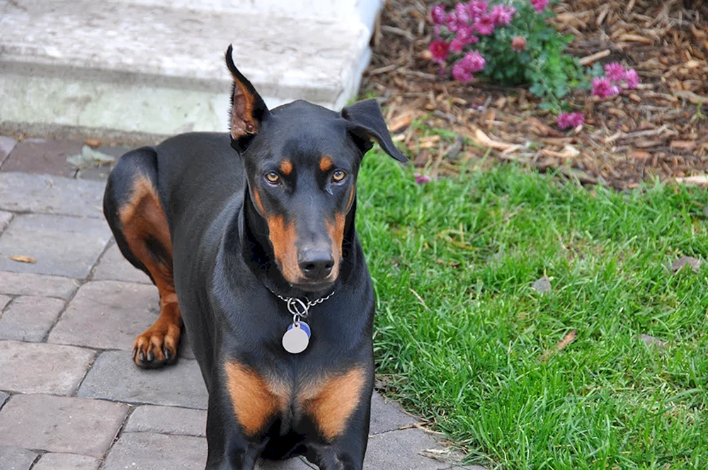 Dobermann ungehakt