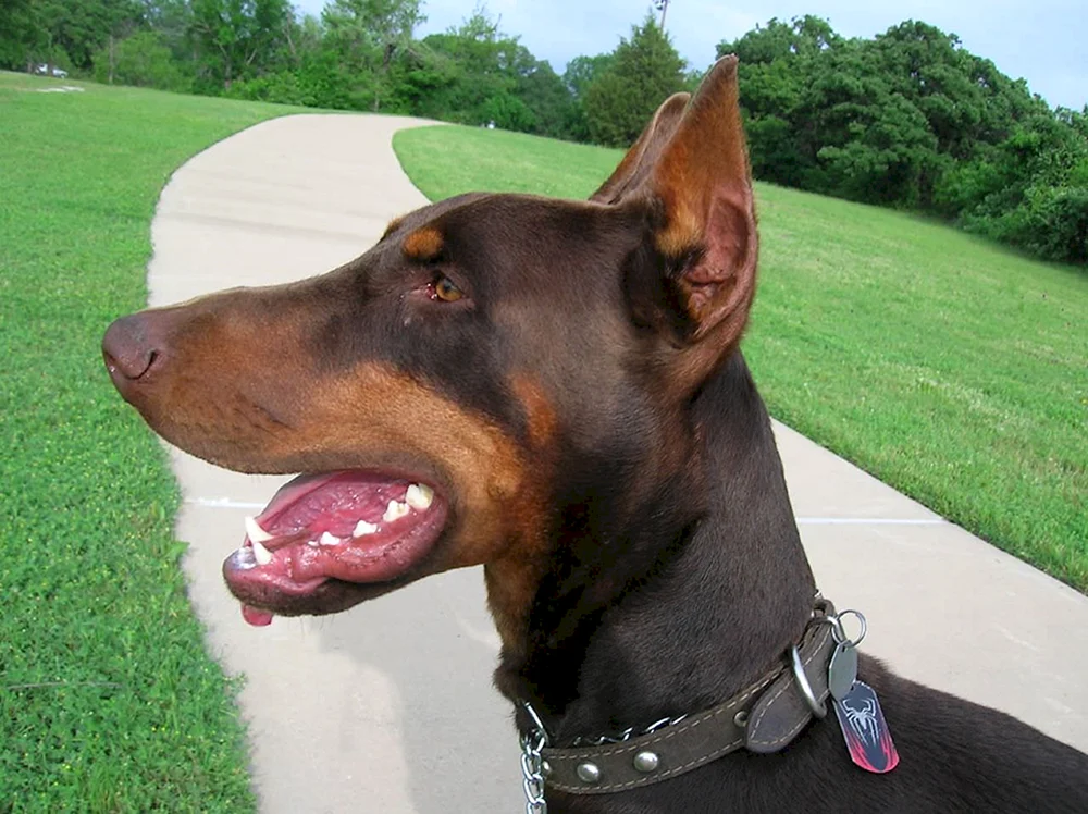 Dobermann ungehakt