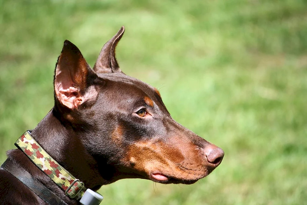 Dobermann ungehakt. ungekauft