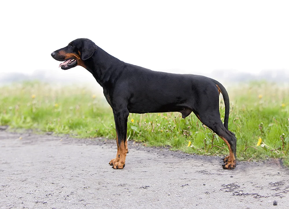 Dobermann ungekauft