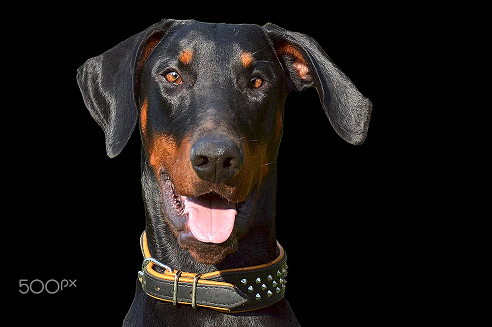 Dobermann mit Schlappohren