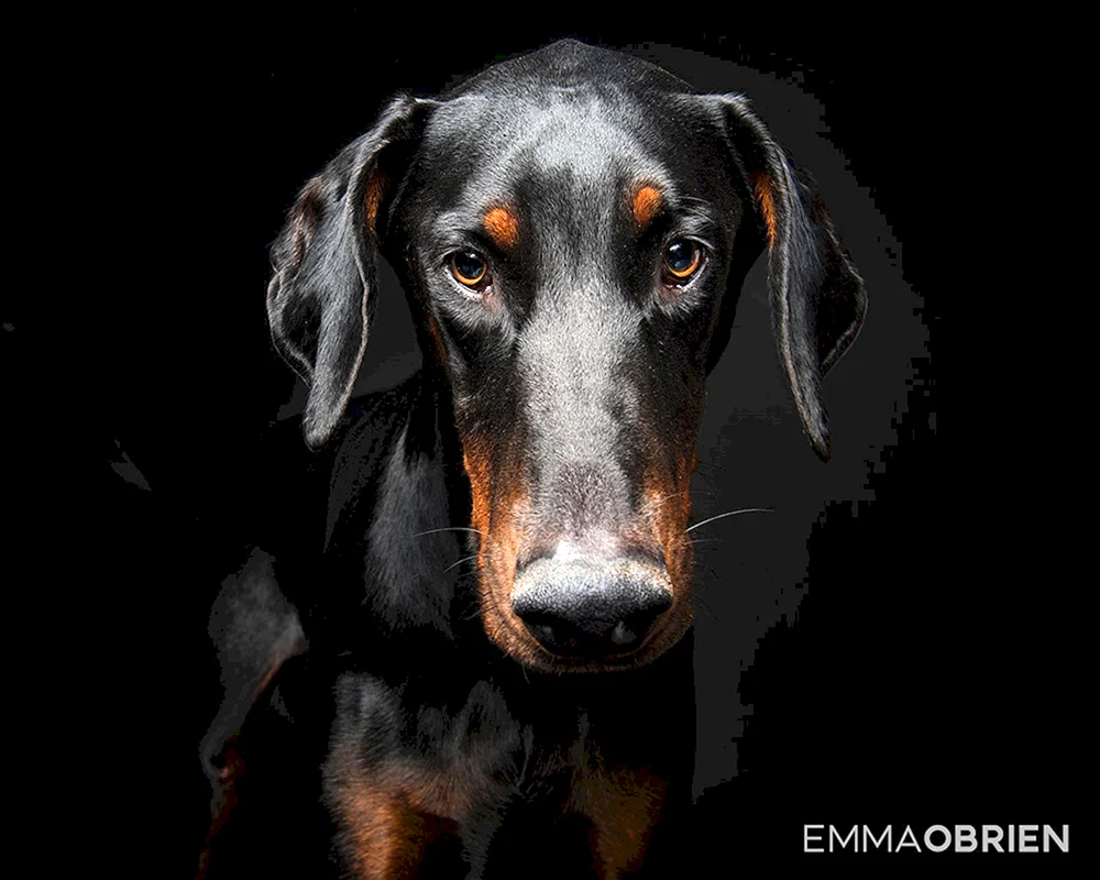 Dobermann ungekauft