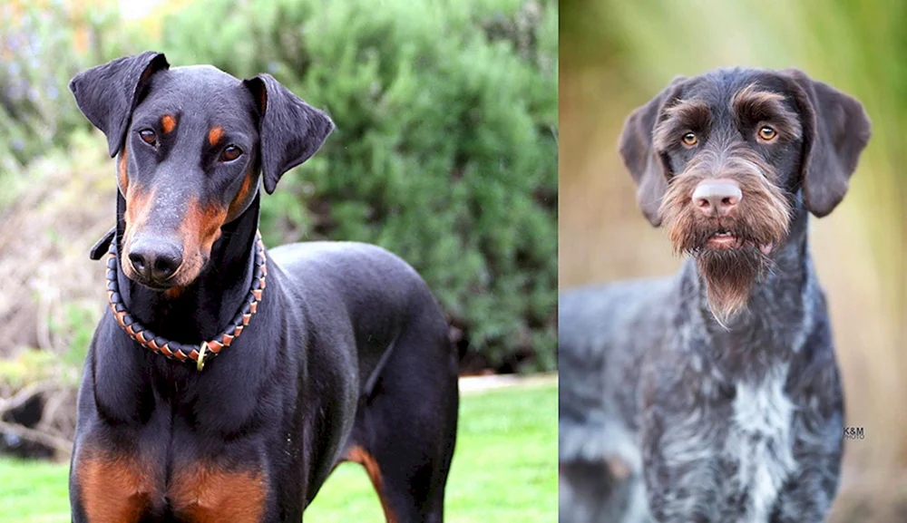 Dobermann Hunderassen