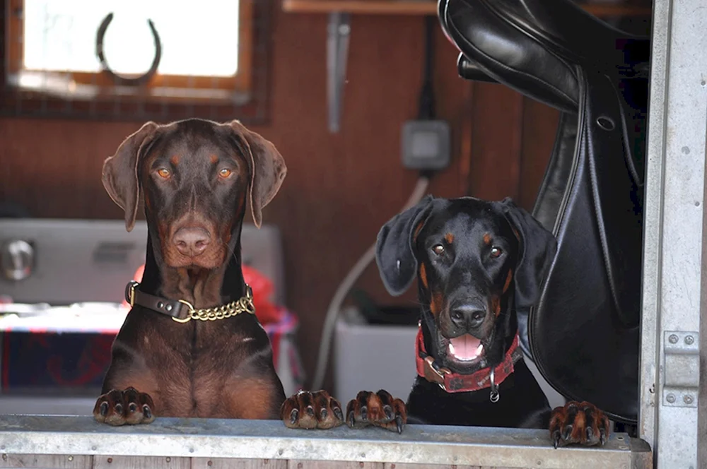 King Dobermann
