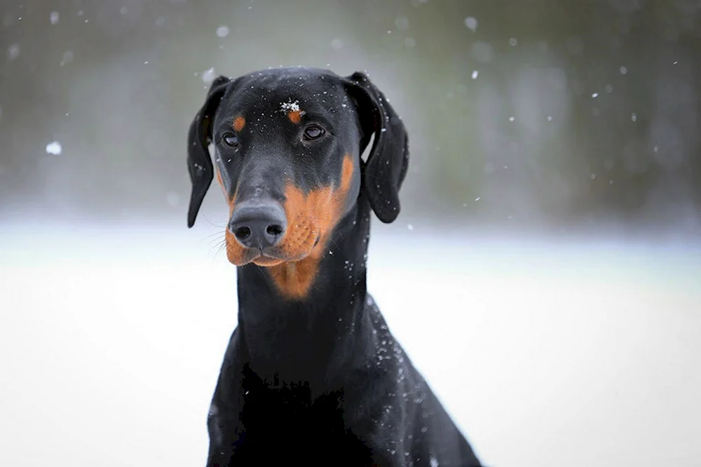 Dobermann mit Schlappohren