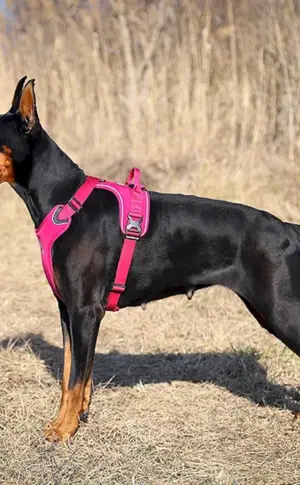 Dobermann ungeschnitten