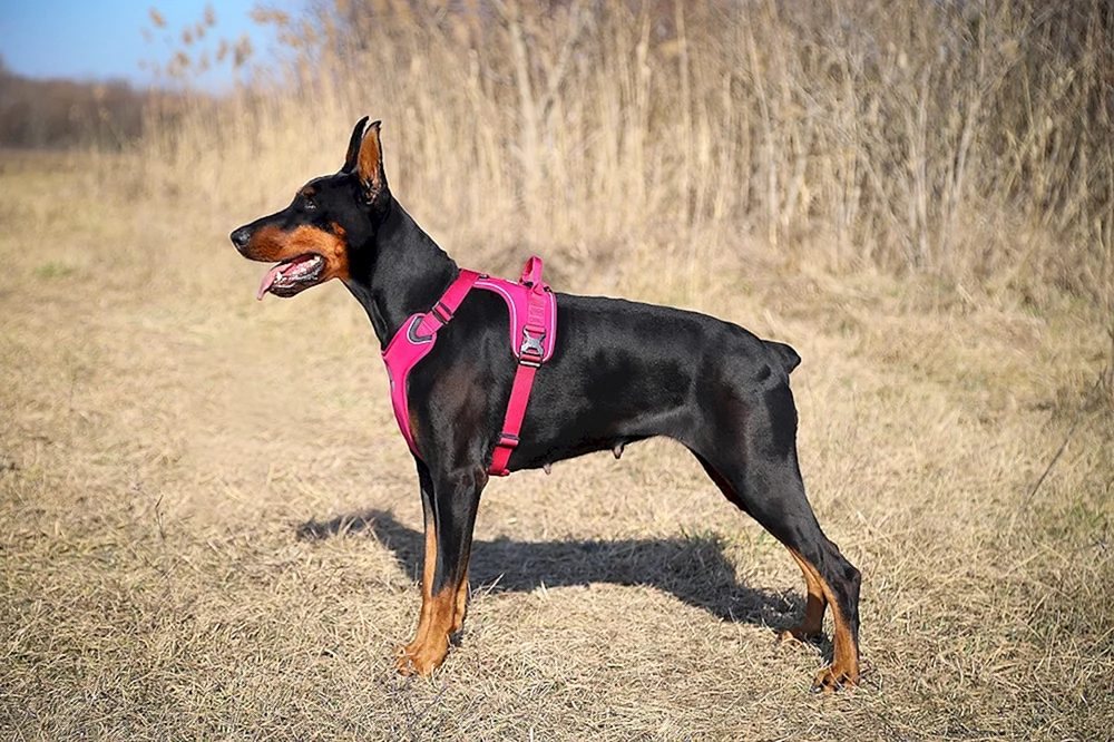 Dobermann ungeschnitten