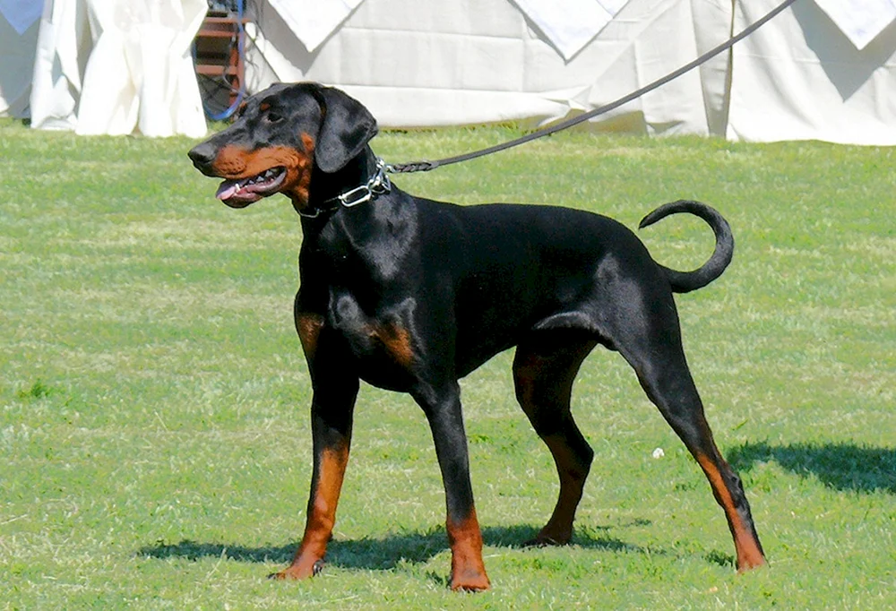 Dobermann ungeschnitten