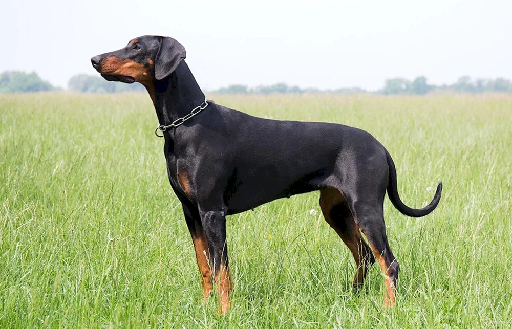 Dobermann ungeschnitten