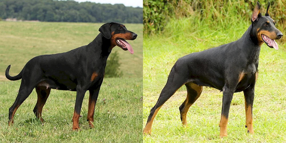 Dobermann ungeschnitten