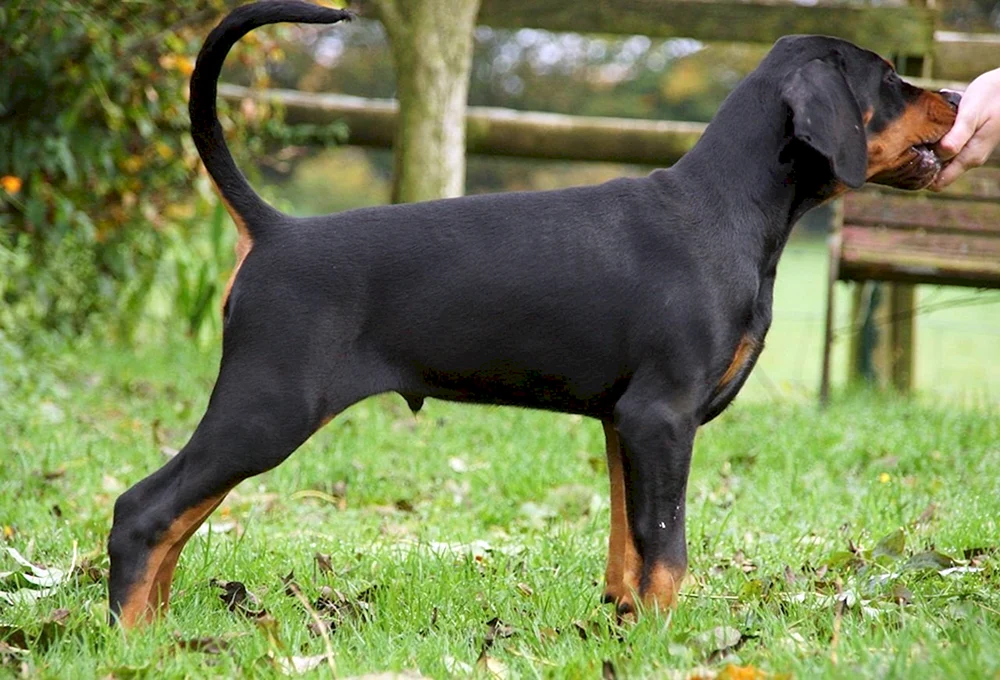 Dobermann ungeschnitten