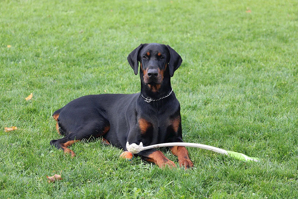Dobermann ungeschnitten