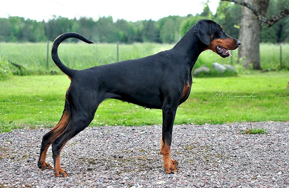 Dobermann ungeschnitten