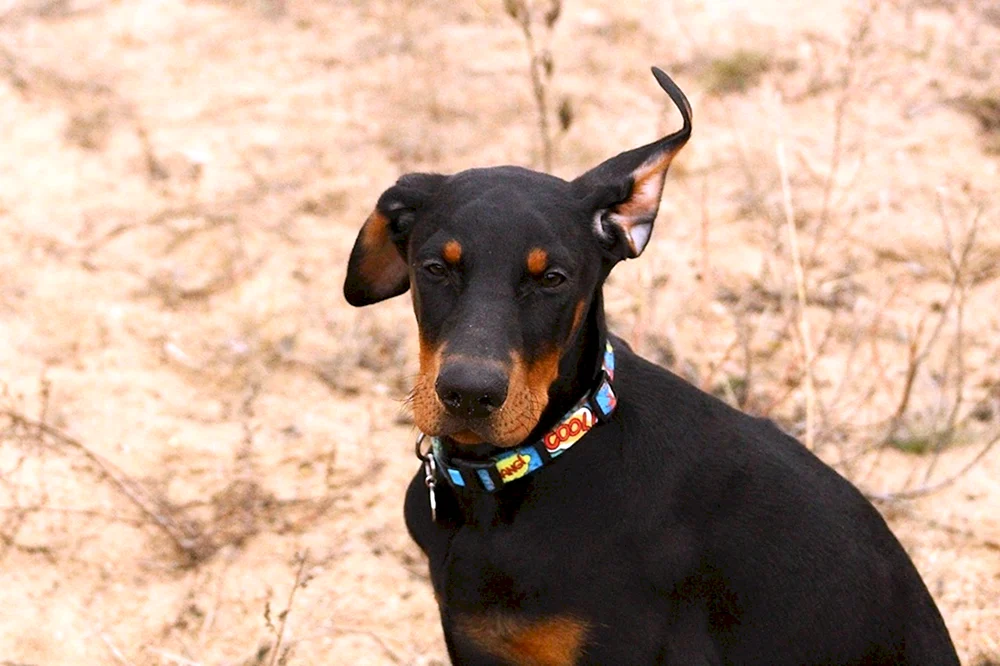 Dobermann mit Ohren und Schwanz
