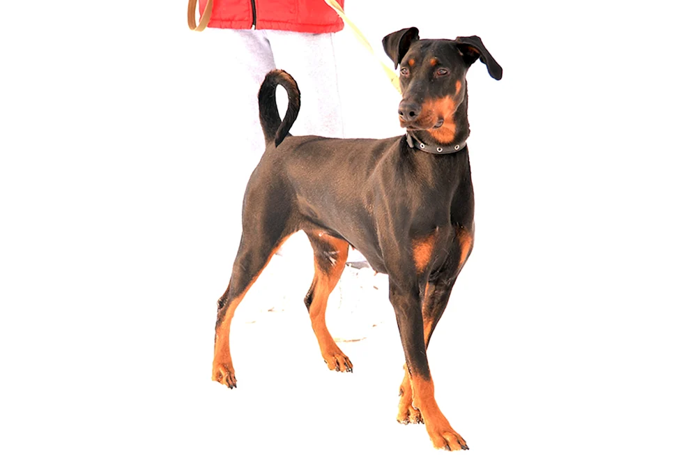 Dobermann ungekürzt