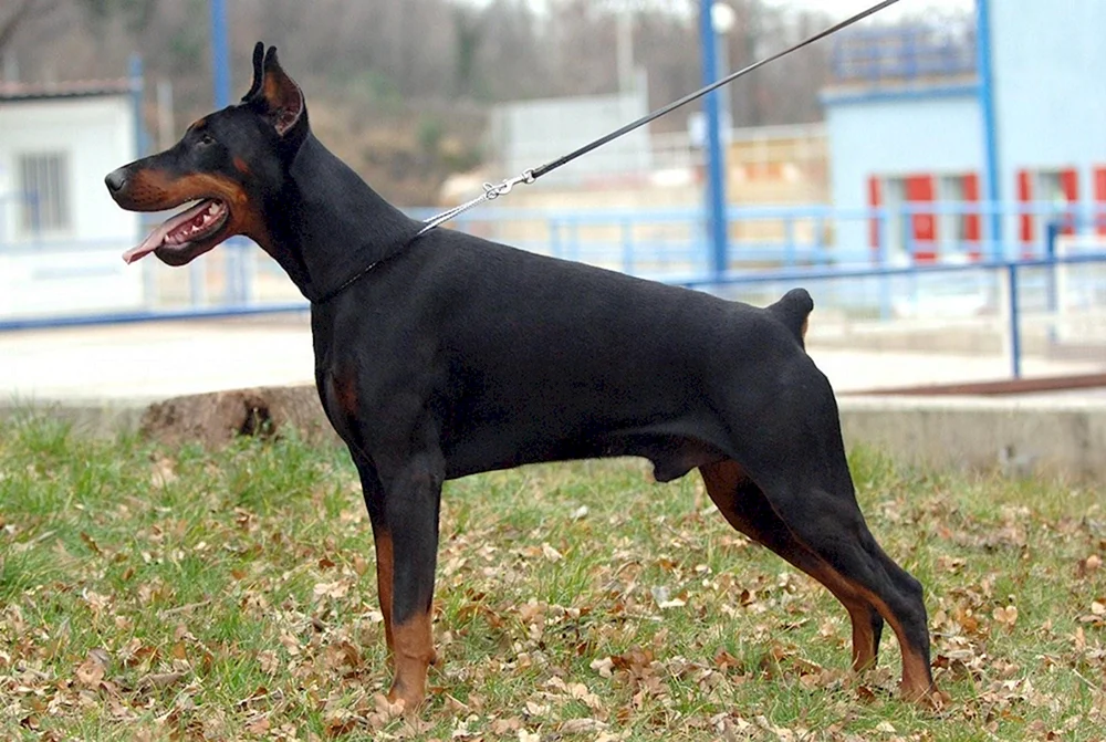Dobermann ungekürzt