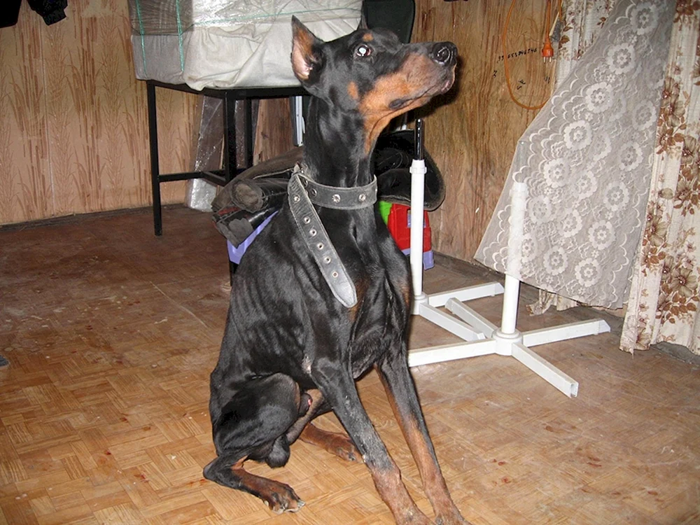 Teraline Dobermann Zwinger