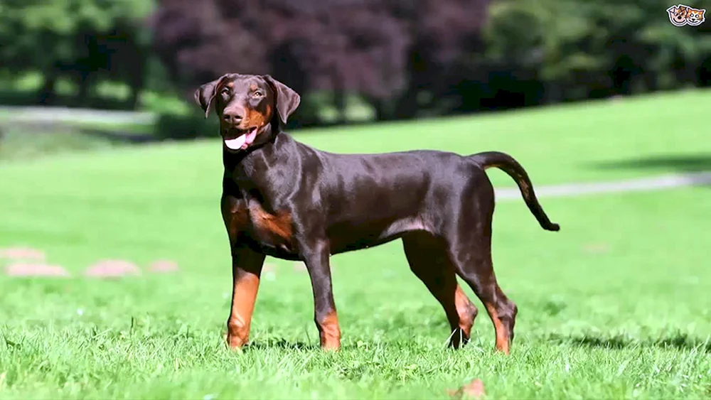 Dobermann unkupiert