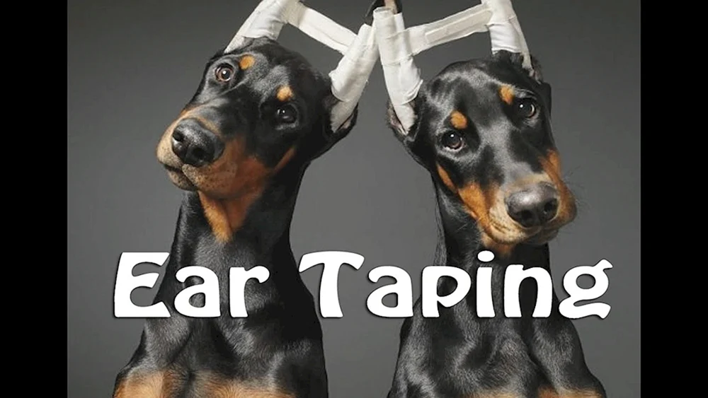 Dobermann mit ungekürzten Ohren