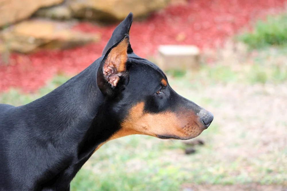 Dobermann ungekürzt