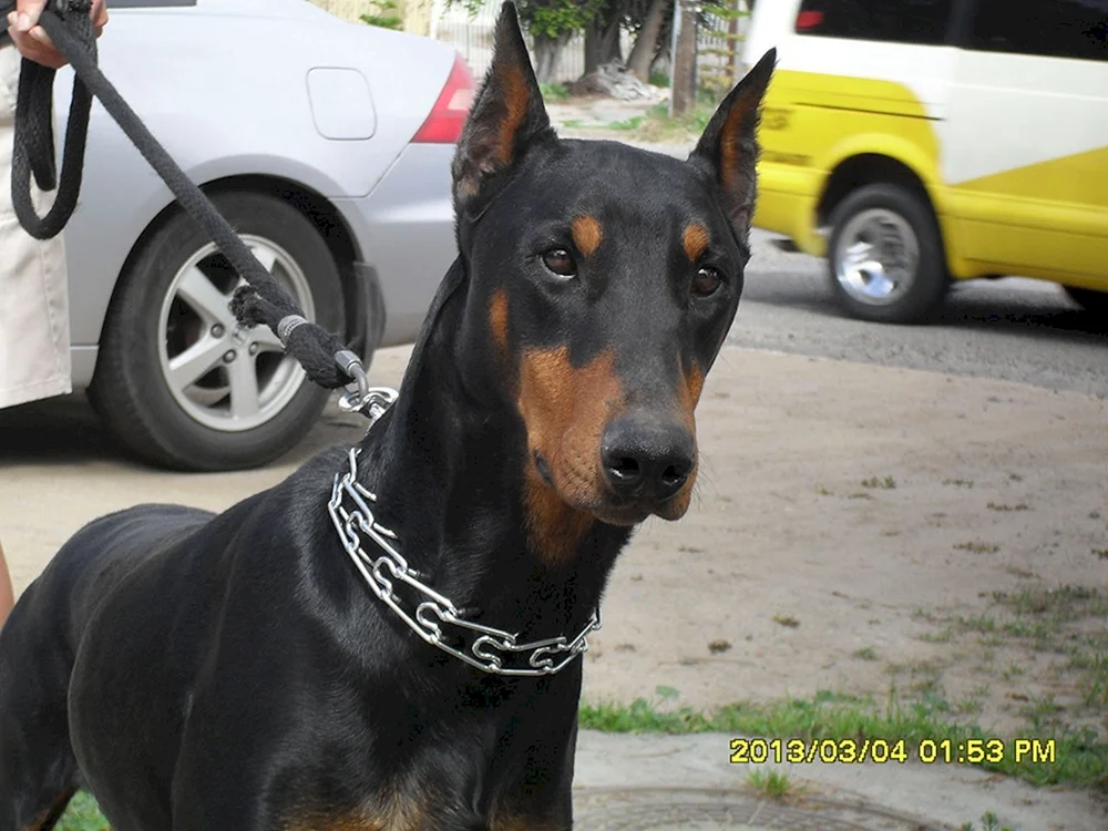 Dobermann ungekürzt