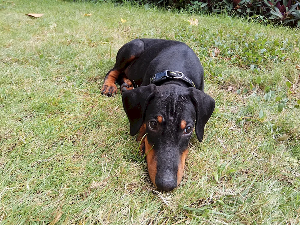Dobermann ungekürzt