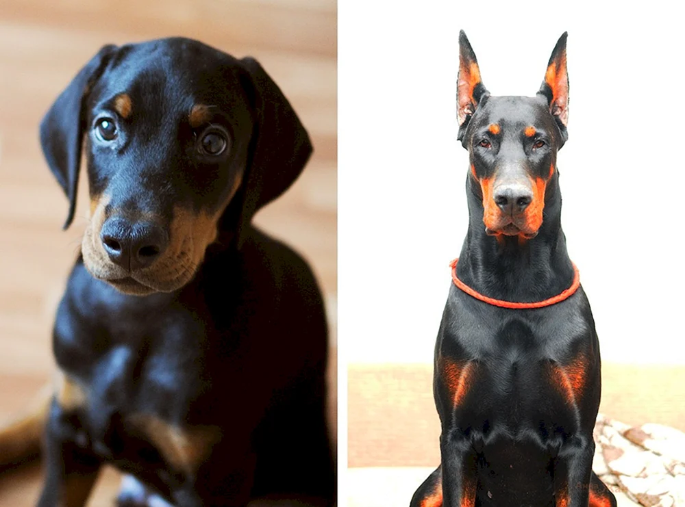Dobermann mit ungekürzten Ohren