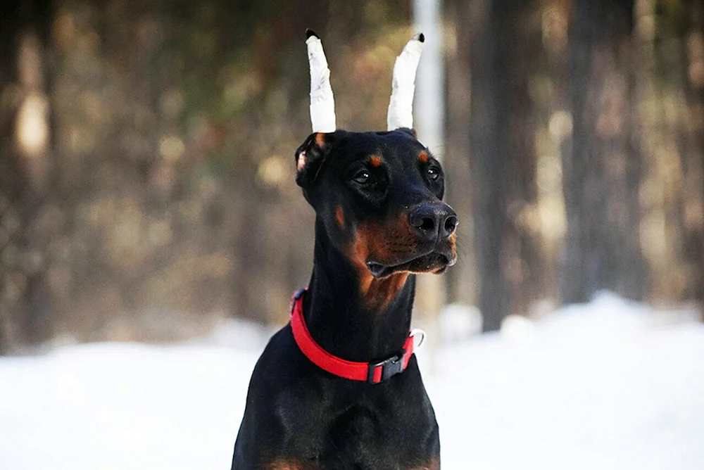 Dobermann albino