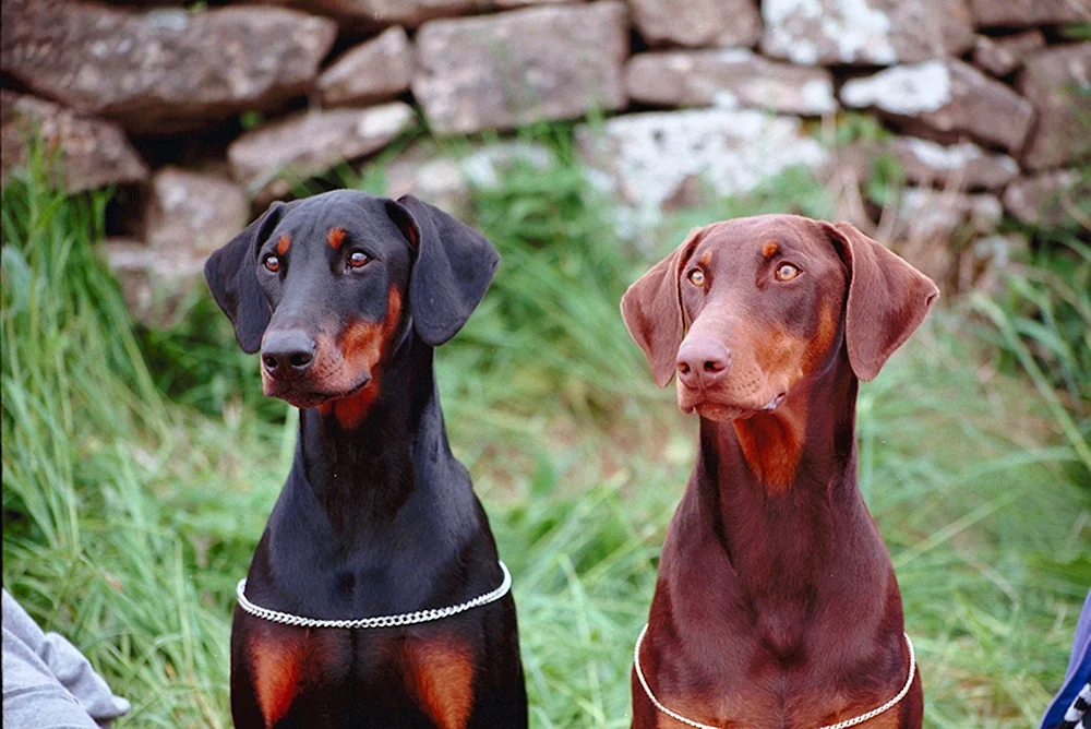 Dobermann NK coupiert