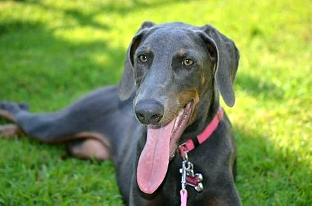 Dobermann Isabella Farbe