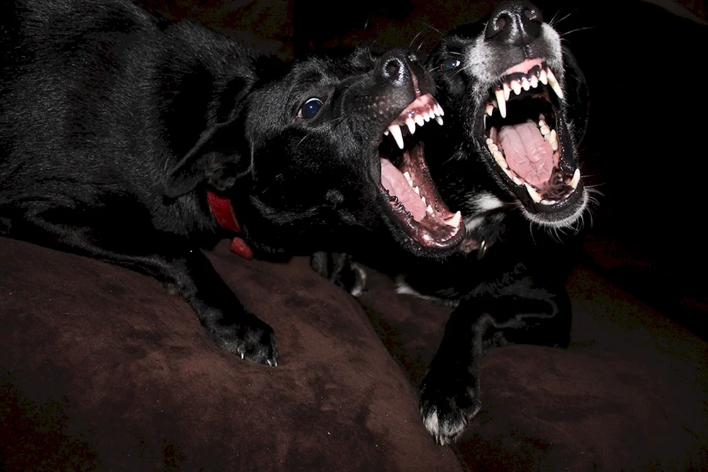 Dobermann betäubt