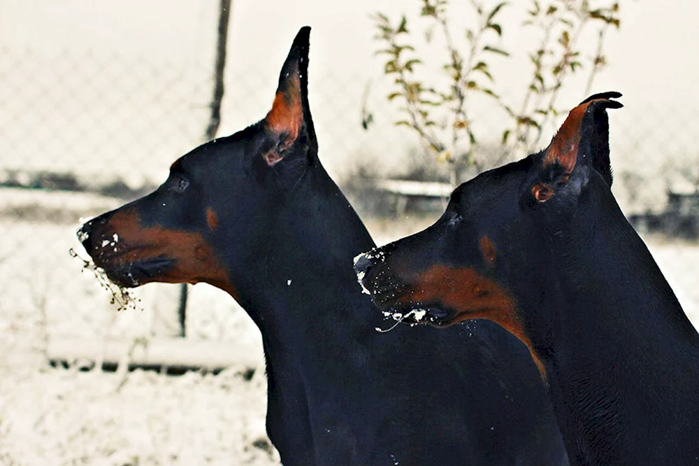 Dobermann mit Ohren und Schwanz