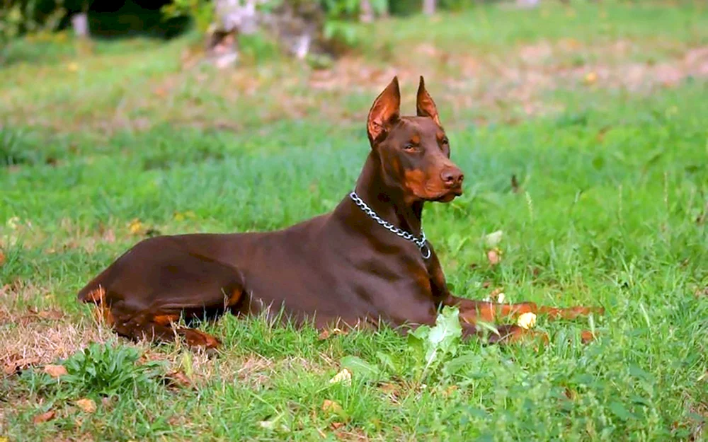 Dobermannpinscher schoko gefleckt
