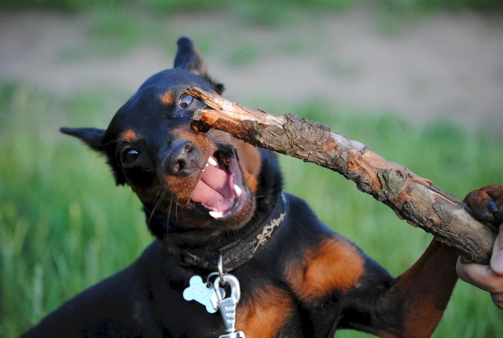 Mini Dobermann Zwergpinscher