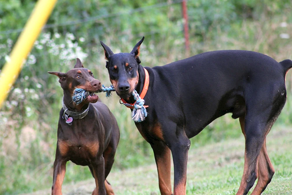 Dobermann ungekauft