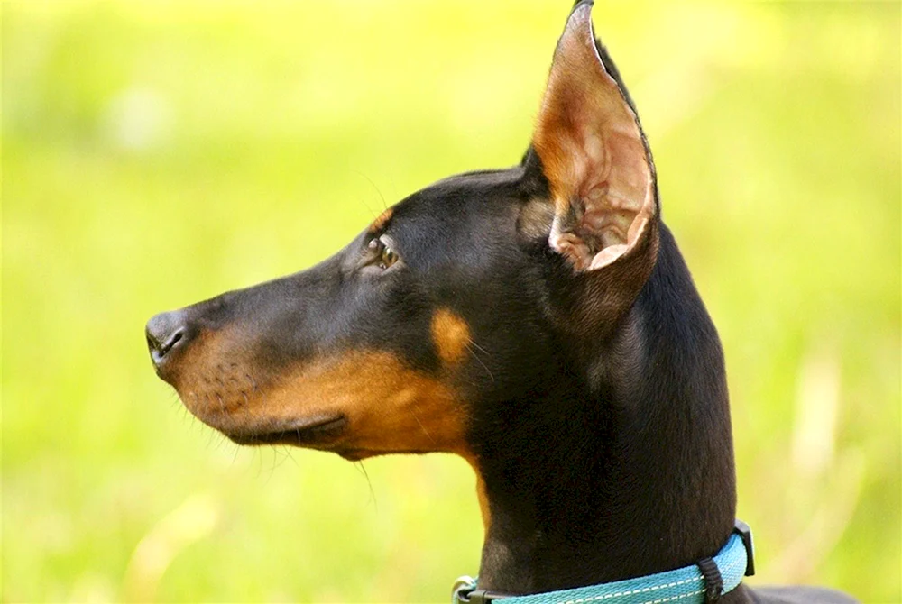 Dobermann Pinscher