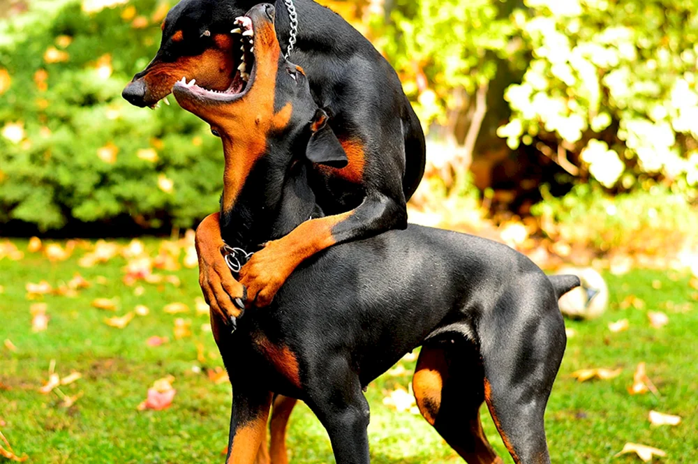 Amerikanischer Dobermann Pinscher