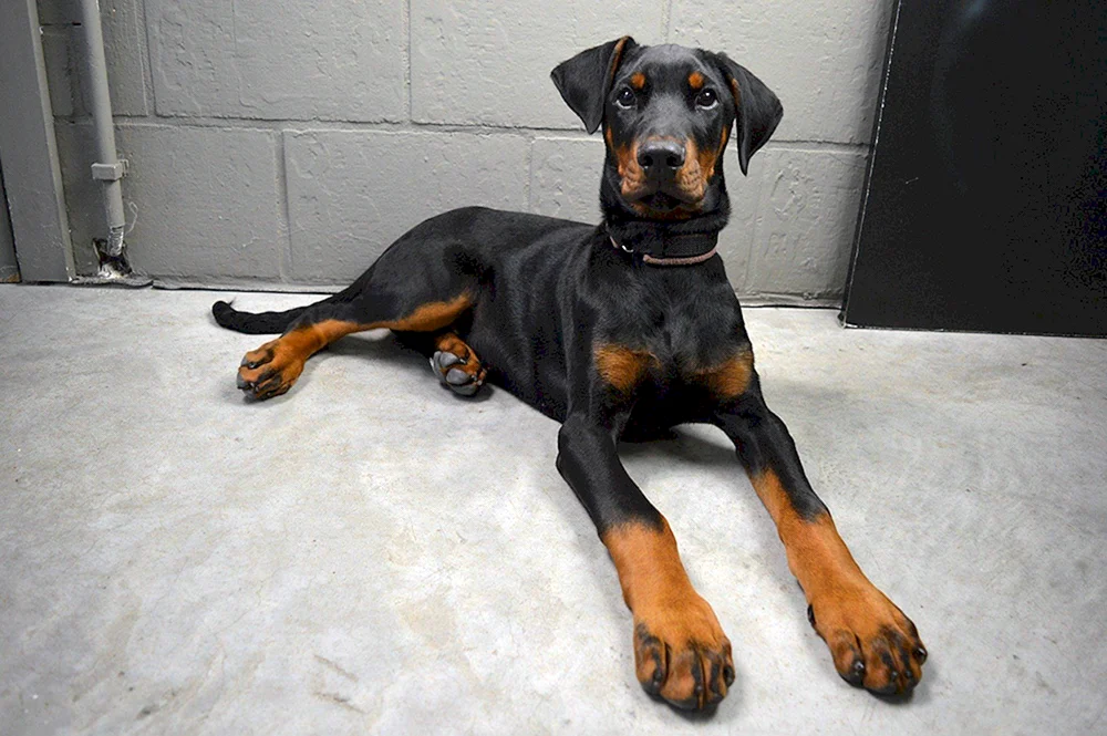 Dobermannwelpe