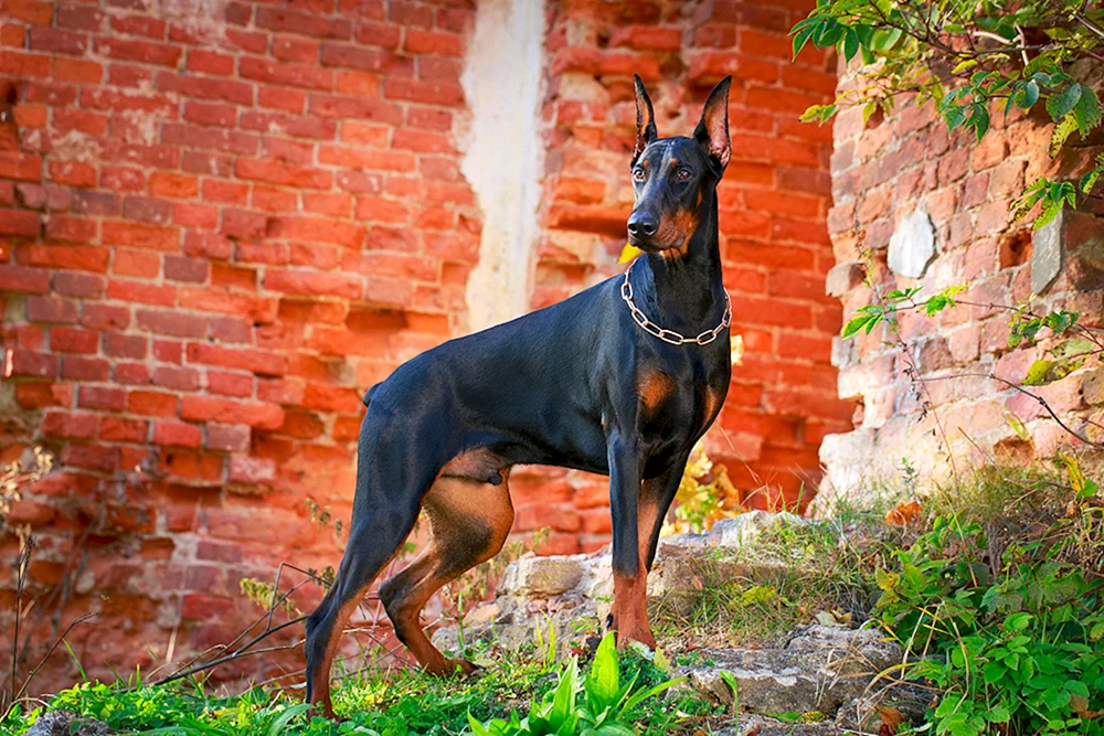 Dobermann Pinscher