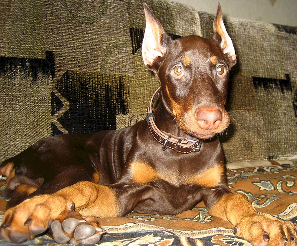 Dobermann Welpe