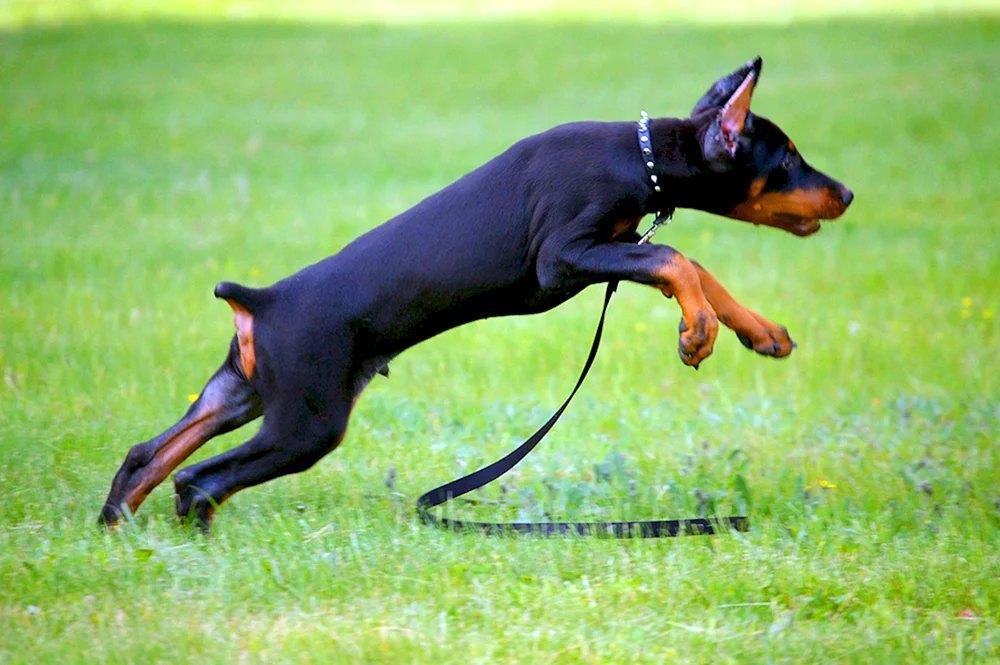 Dobermann Pinscher Hund