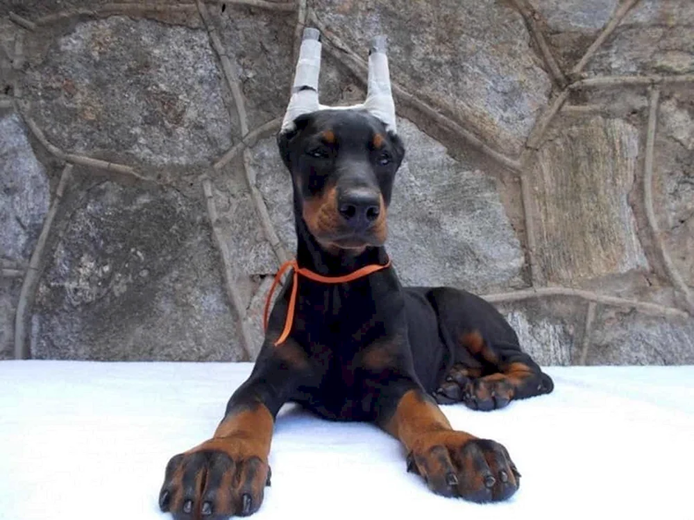 Dobermann- schokolade