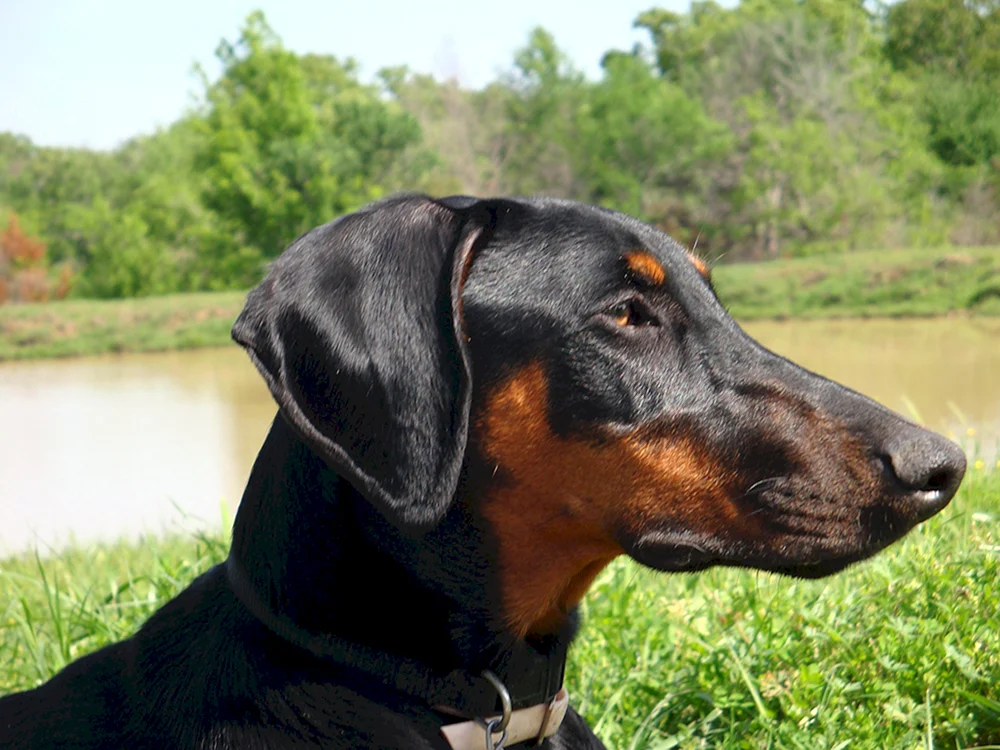 Dobermann. ungehakt